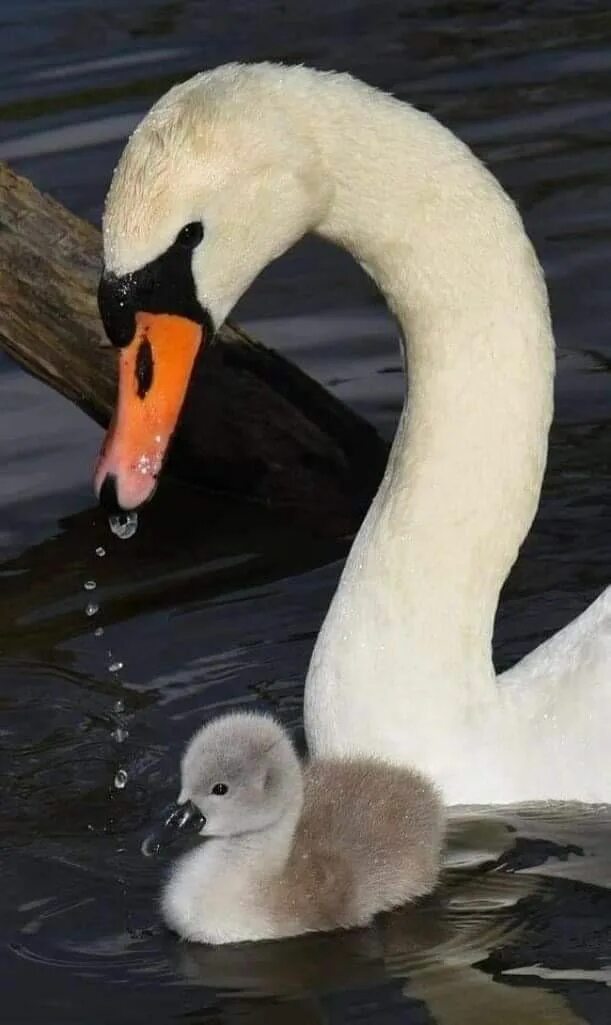 Мама лебедь. Mother swan. Лебедь с лебедятами. Mother swan. Mother swan.