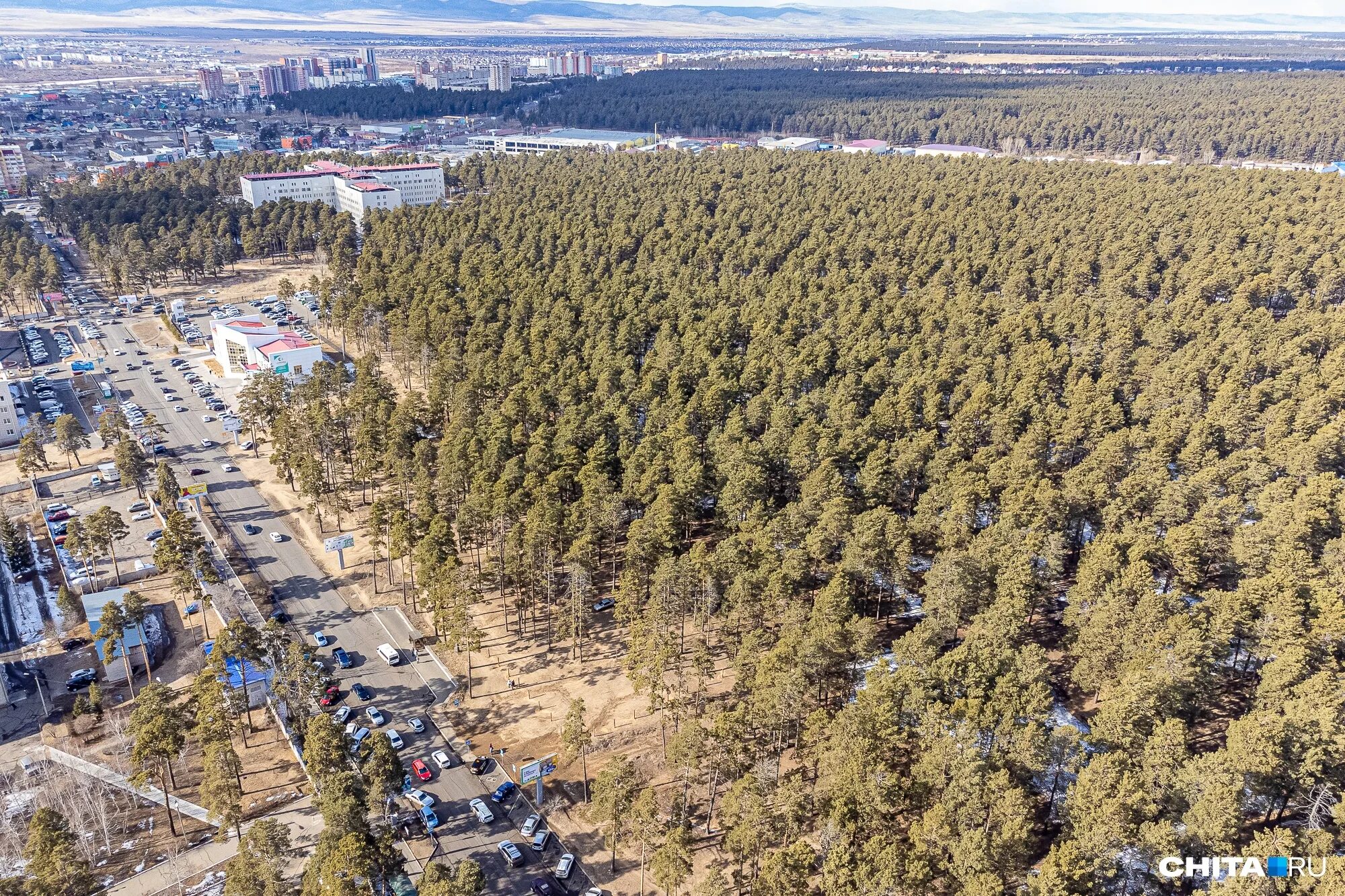 Леса забайкалья фото. Посещение леса чита. Лес забайкальского края. Проблемы сокращения лесов забайкальского края. Леса в чите.