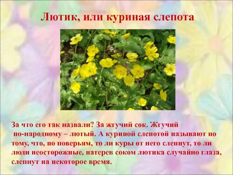 Почему куриную слепоту назвали куриной слепотой