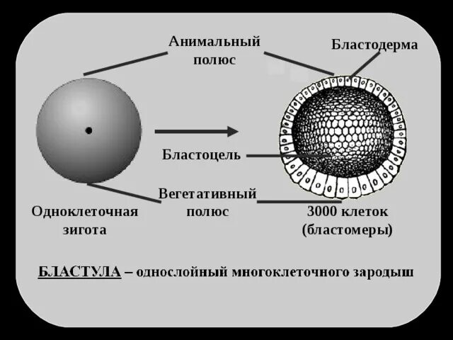 Анимальный и вегетативный