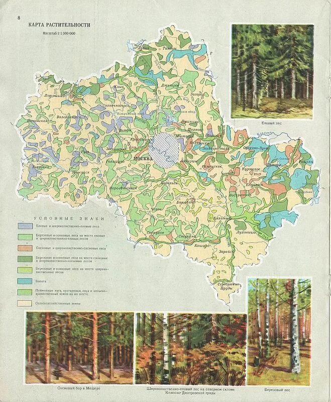 В какой зоне расположена московская область. Карта лесов Подмосковья сосна. Карта растительности Московской области карта. Карта Лесной растительности Московской области. Карта лесов Подмосковья подробная.