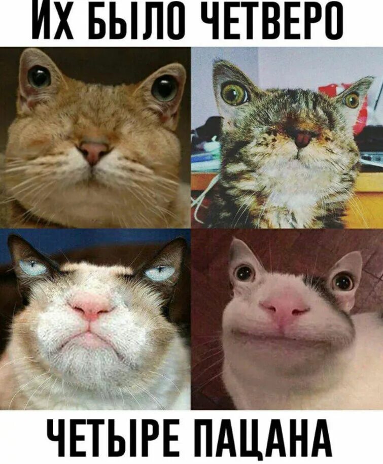 Вежливый кот - кот с глазами на ушах и вежливой улыбкой