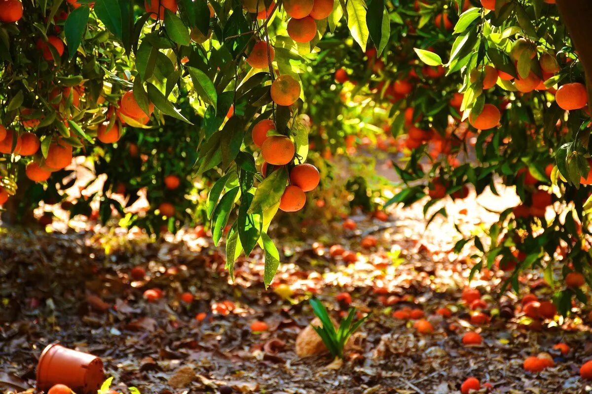 апельсиновые сады южной испании. апельсиновая роща ханья. апельсиновая роща в кемере. валенсия апельсиновые рощи. страна апельсиновой рощи.