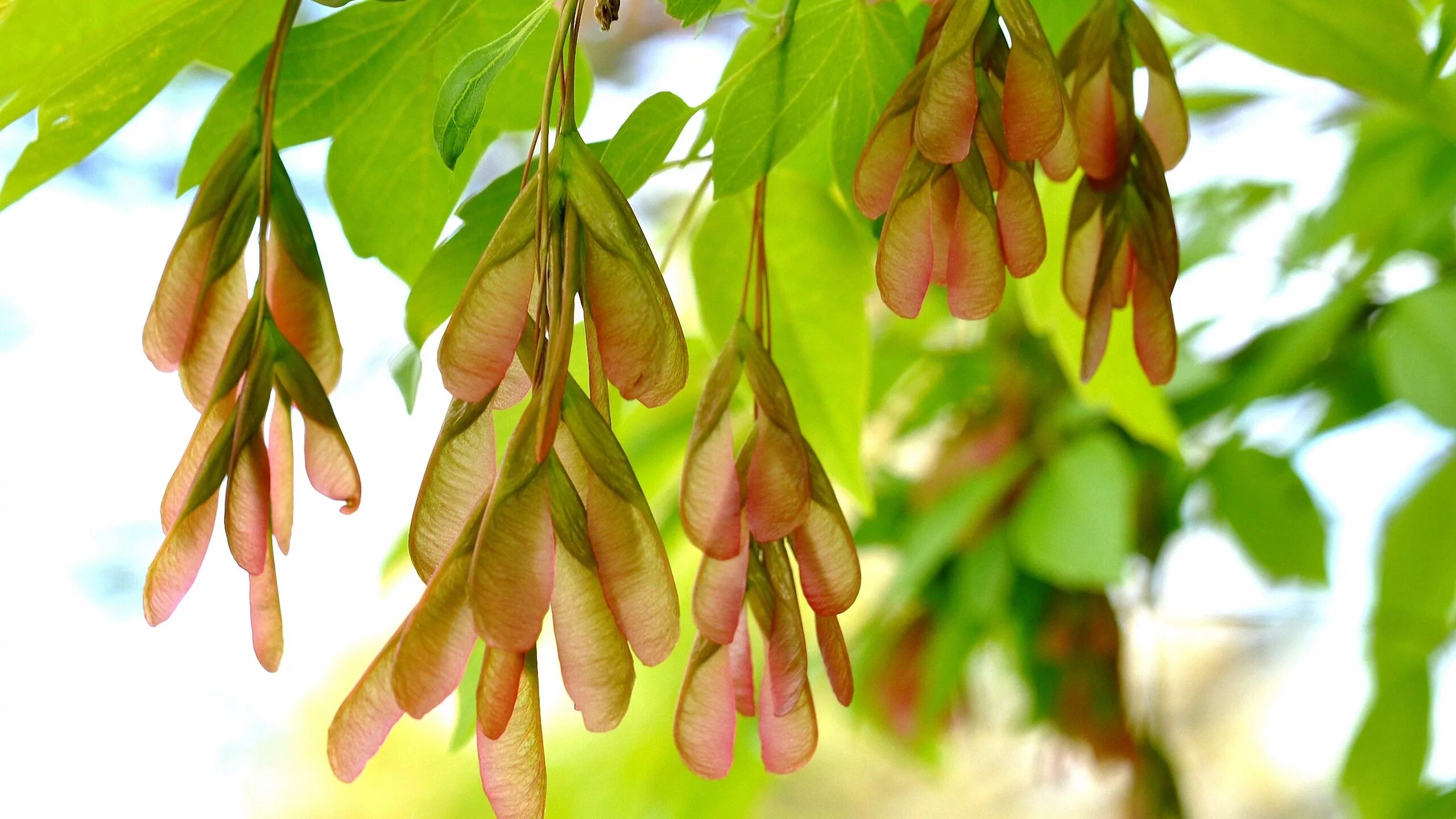 покажи плоды ясеня. покажи плоды ясеня. ясень обыкновенный крылатки. покажи плоды ясеня. ясень обыкновенный плоды.