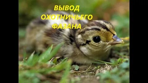 Гризучий