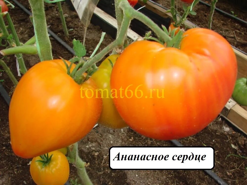 Томат черное ананасное сердце. Томат ананасное бычье сердце. Томат ананасное сердце. Томат черное ананасное сердце. Томат ананасовое сердце.