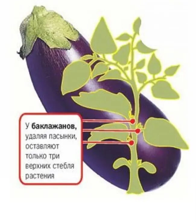Карта пасынка. Формировка баклажанов в теплице схема. Как формировать баклажаны в теплице. Формировка куста баклажана. Схема высадки баклажанов в грунт.