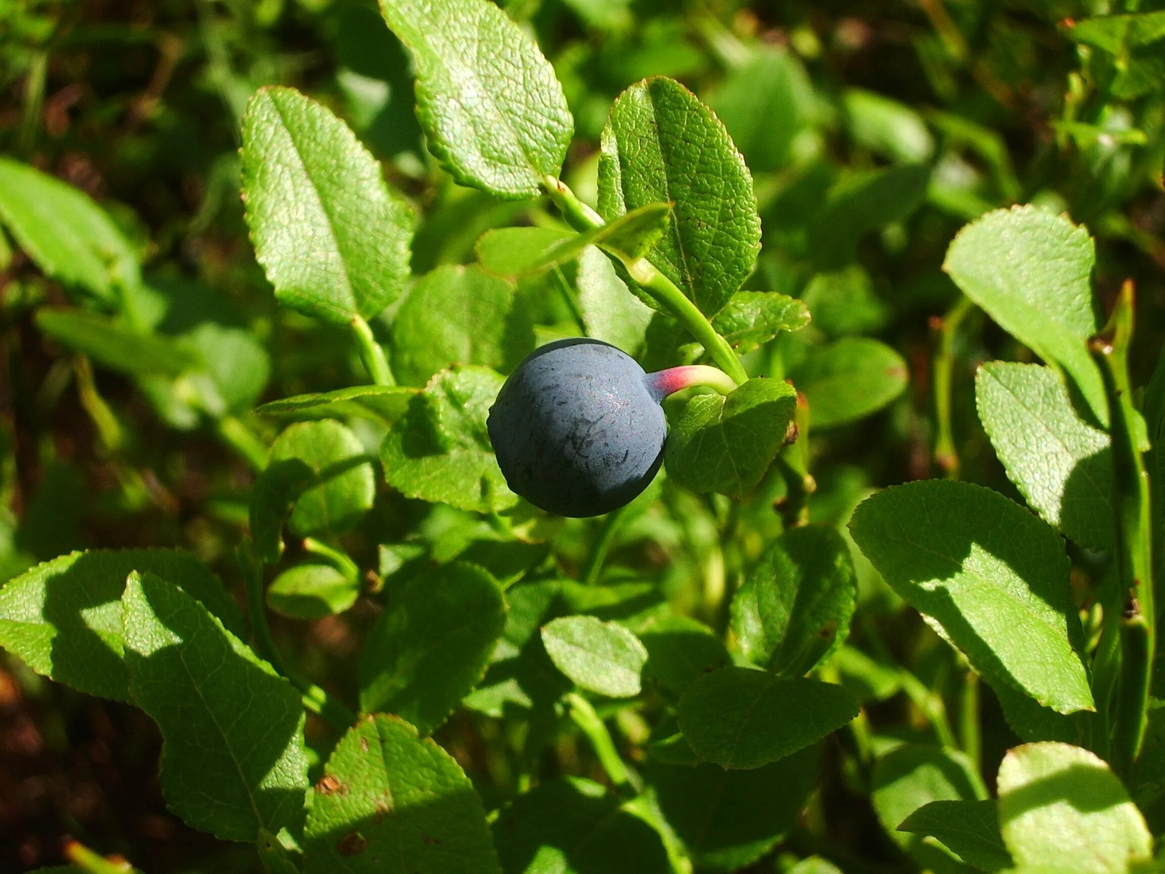 Puff лесные ягоды. ягоды подмосковья. малина ежевика морошка. лесные ягоды подмосковья. лесные ягоды подмосковья.