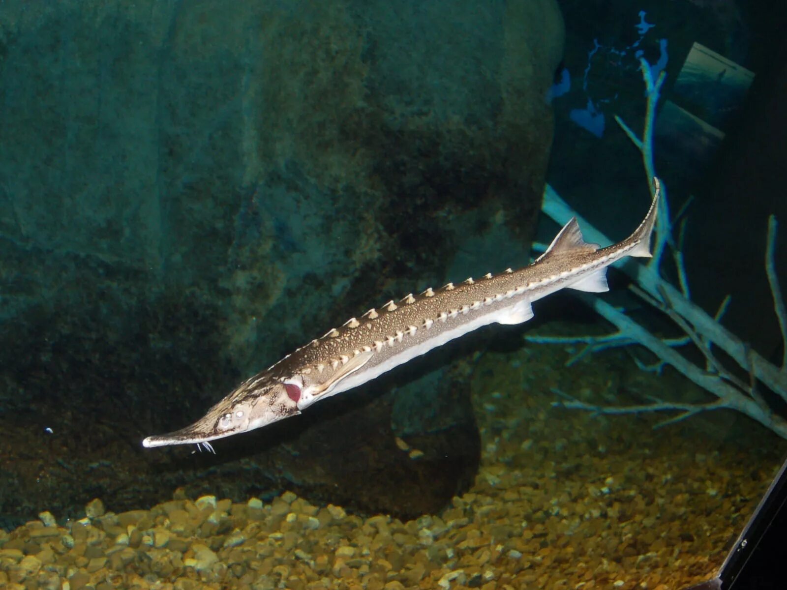 севрюга и осетр. стерлядь севрюга. белуга, севрюга осетр рыба. сибирский осётр осетровые. стерлядь севрюга.