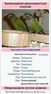 Башня слов разновидности попугаев
