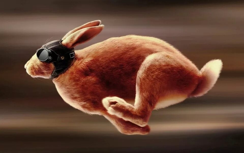Кролик бежит. Кролик в прыжке. Летающий заяц. Кролик скачет.