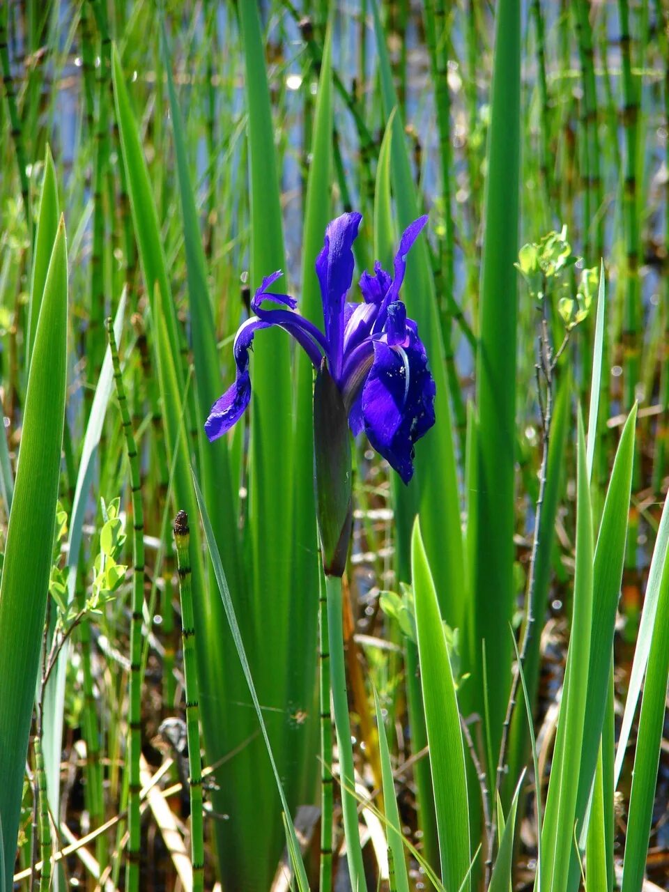 Ирис болотный фото. Ирис болотный синий. Сибирский Ирис синий болотный. Ирис аировидный синий. Ирис болотный (Iris pseudacorus `variegata`).
