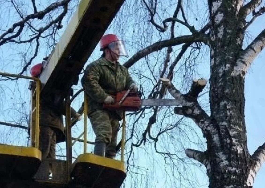 Валка деревьев машинами. Спил дерева. опиловка деревьев. валка деревьев. спил и кронирование деревьев.