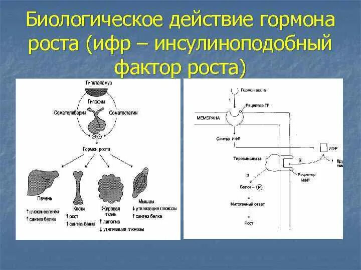 Синтез гормона роста. Соматотропный гормон Синтез схема. Инсулиноподобные факторы роста биохимия. Инсулиноподобный фактор роста (ИФР-1) норма. Биологические эффекты гормона роста.