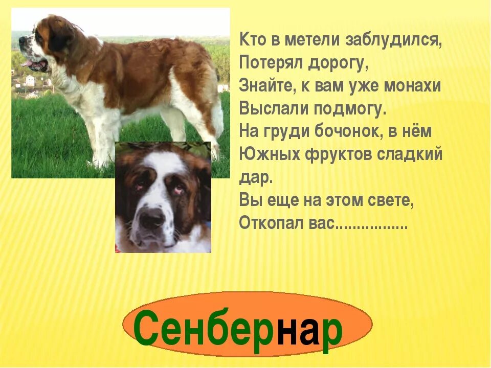 Загадка про собаку. Загадка про собаку для детей. Загадки про животных собака. Загадки по породам собак. Текст собака для детей