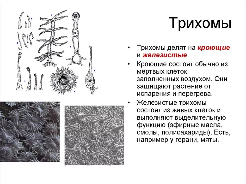 В клетках стебля лопуха. Трихомы на строение в эпидерме. Звездчатые трихомы. Классификация трихом. Трихомы кроющие и железистые.