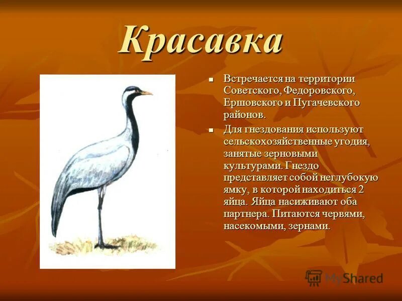 Какая птица занесена в красную книгу москвы. Какая птица занесена в красную книгу москвы