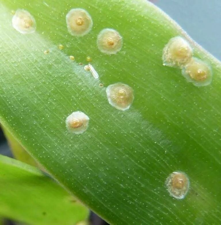 Липкие капли на листьях орхидеи. Капли на комнатных растениях. Капли воды на траве. Капли на комнатных растениях. Капли на комнатных растениях.