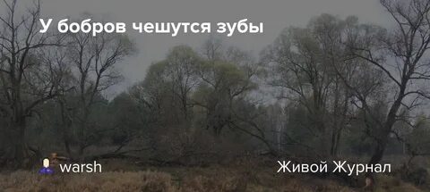Могут ли зубы бобра расти всю жизнь