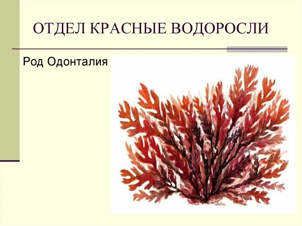 Почему водоросли красные. Порфира водоросль и Филлофора. Красные водоросли багрянки строение. Багрянки водоросли строение. Отдел красные водоросли багрянки представители.