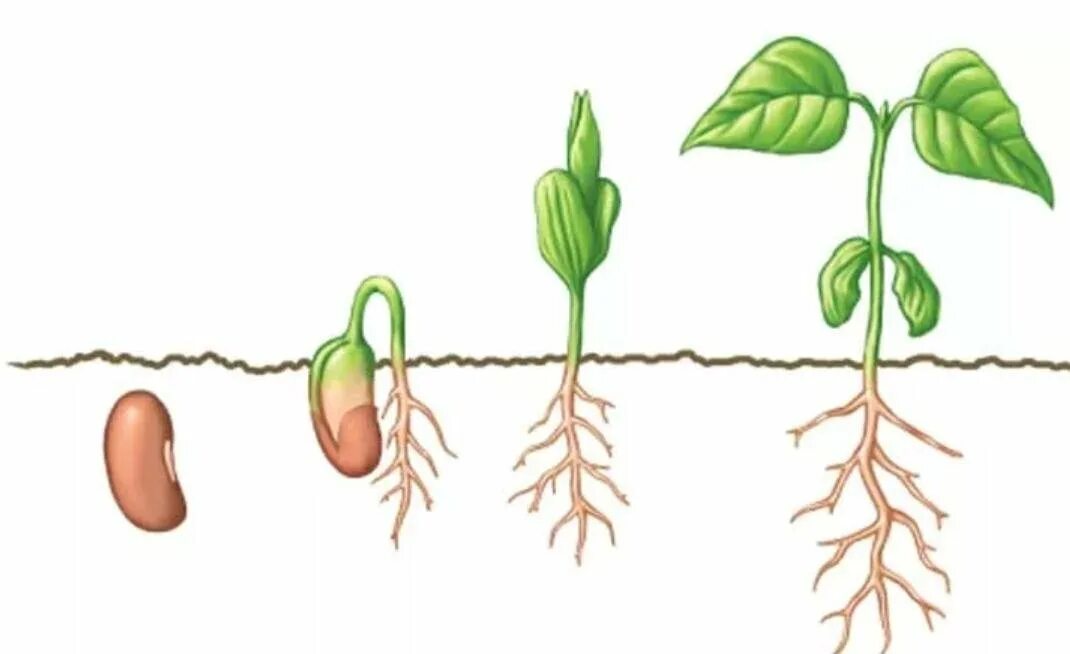 Корневая система фасоли. Цикл прорастания фасоли семян. Корневая система проростка фасоли. Проросток семени фасоли рисунок. Проростки двудольных растений фасоль горох.