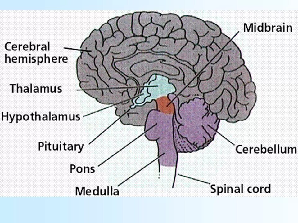 1 brain for 2. Brain structure. Parts of the Brain. Human Brain structure. Parts of Brain and their function.