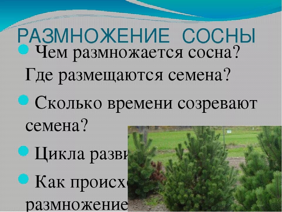 Хвойные 7 класс. Чем размножается сосна. Как размножается сосна обыкновенная. Размножение сосны обыкновенной. Как размножаются сосны в природе.