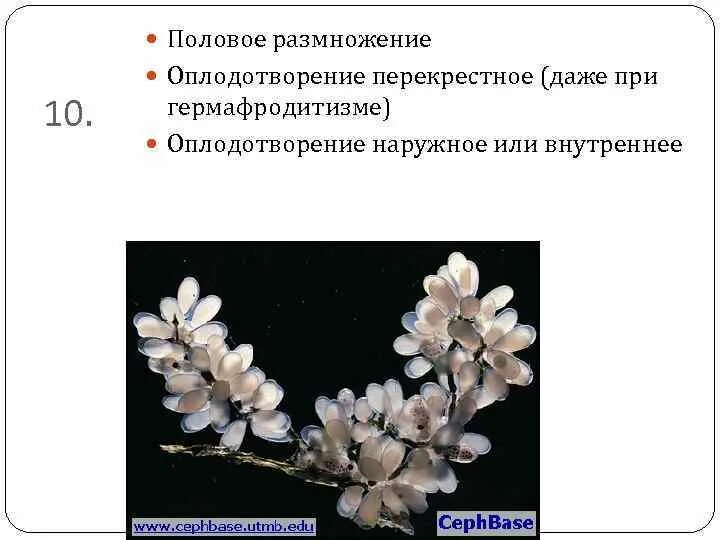 Тест половое размножение 10 класс. Перекрёстное оплодотворение при гермафродитизме. перекрестное размножение. перекрестное осеменение. внутреннее перекрестное оплодотворение.