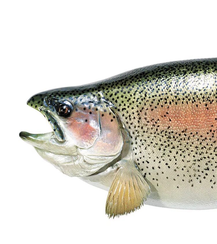 Форель обыкновенная. Как выглядит голова форели. Как выглядит голова форели. Кумжа большая. Как выглядит голова форели.