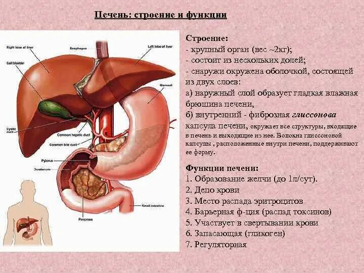 Печень какой формы. Печень особенности строения и функции. Функции печени анатомия. Печень таблица орган строение функция. Анатомические особенности печени.