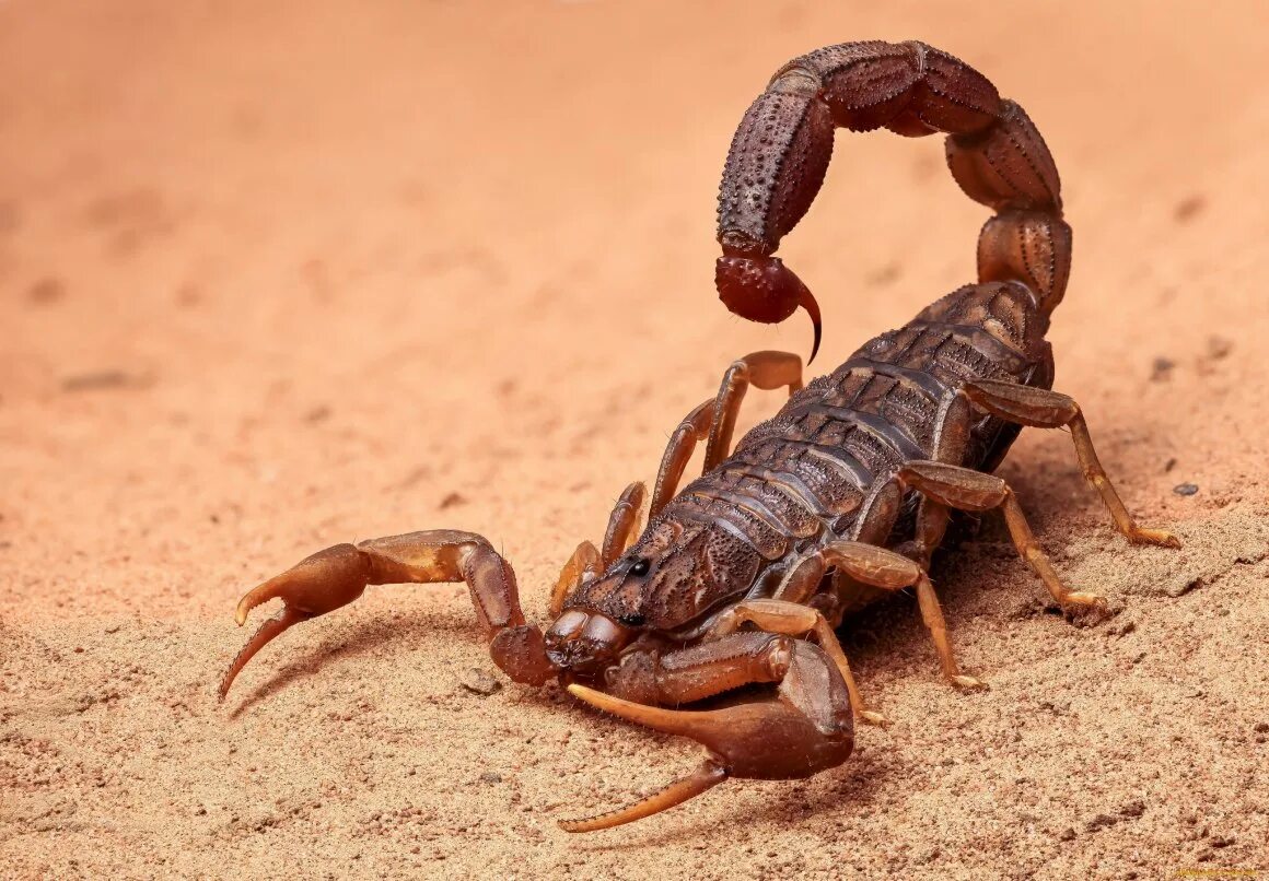 Скорпион тип. Скорпион лейрус. аризонский древесный скорпион. androctonus bicolor. стрипедтальский скорпион.