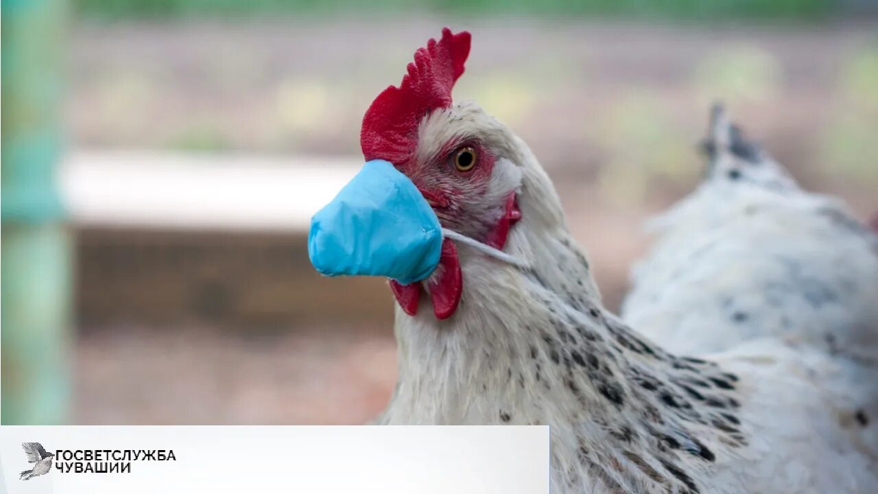 Птичий грипп h5n1. Птичий грипп h5n1