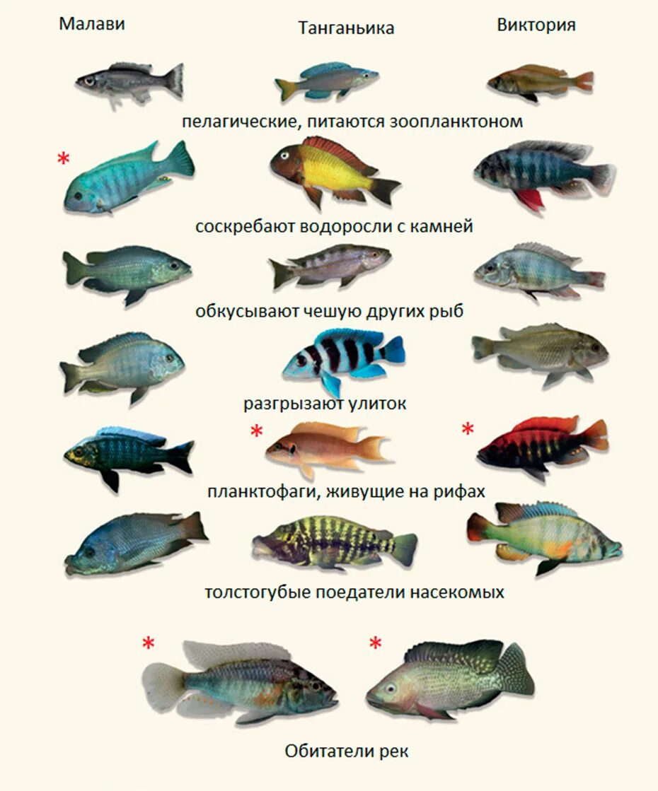 Рыбки африканские цихлиды. Цихлиды аквариумные рыбки с названием. Рыбки аквариумные цихлиды Танганьики. Малавийские цихлиды хищники.