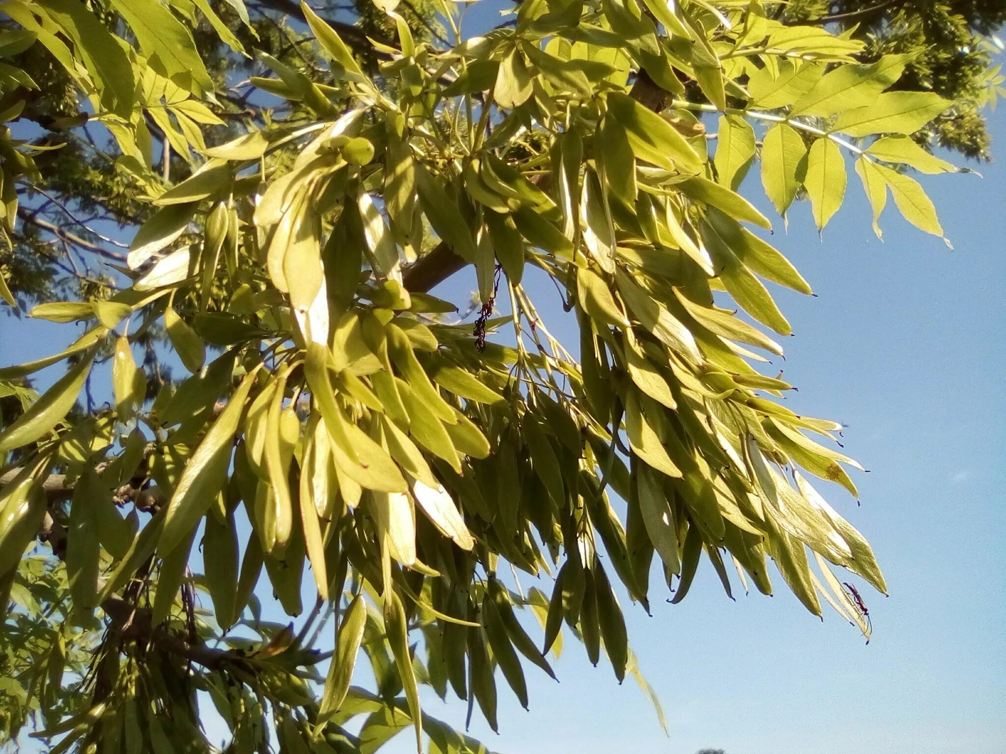 Fraxinus excelsior. Ясень обыкновенный fraxinus excelsior. ясень пенсильванский (fraxinus pennsylvanica marsh.). ясень обыкновенный пендула. ясень узколистный.