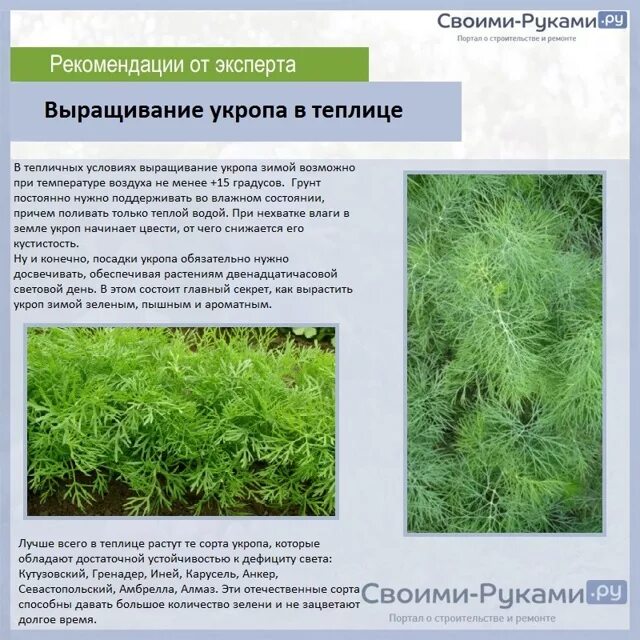 Укроп Кутузовский. Укроп кустовой сорта. Выращиваем зелень в открытом грунте. Укроп описание.