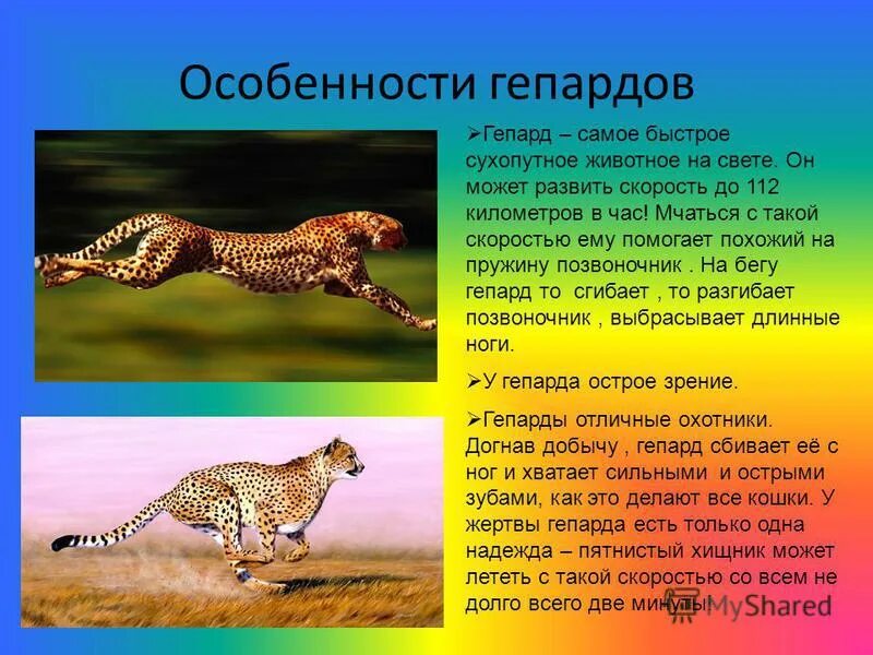 Гепард презентация. Какое млекопитающее быстрое. Самые большие млекопитающие. Животные-рекордсмены. Интересные факты о гепарде.