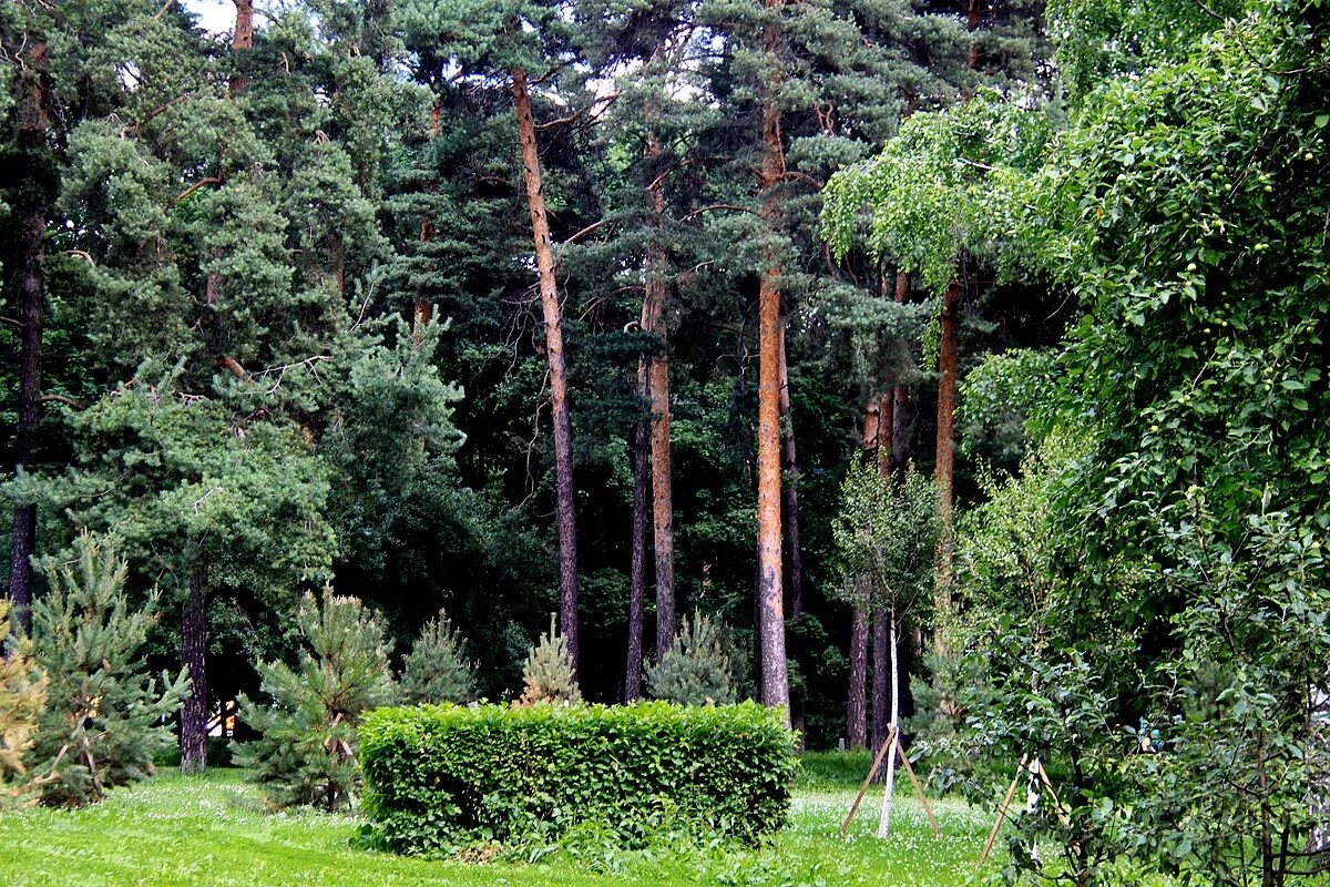 Парк сосенки котловка. Парк в царицыно парк сосенки. Парк аршиновский москва, аршиновский парк фото. Аршиновский парк царицыно. Сосенки.