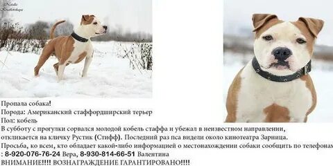 Рассмотрите фотографию собаки породы стаффордширский терьер