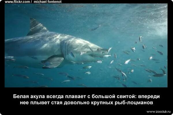 Акулы всегда в движении. Интересные факты о акулах. акулы всегда плывут. акулы плывут через стаю рыб. будь как акула всегда двигайся.