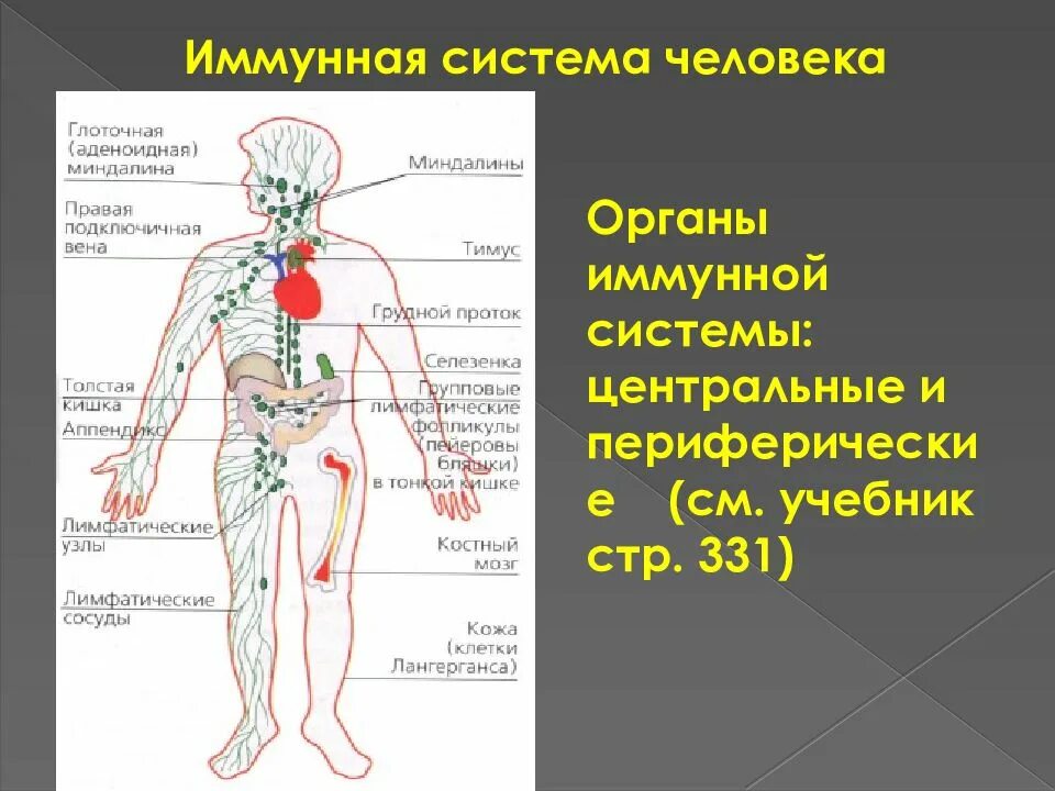 Органы иммунной реакции. Иммунная система система. Центральные органы иммунной системы. Имуннаясистема человека. Иммунитет органы иммунной системы.