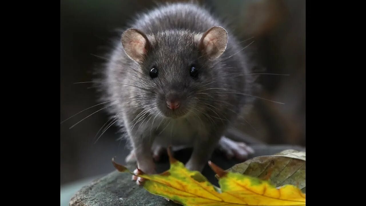 Серая мышь читать полностью. Крыса. Красивые крысы. Серая мышь. Эстетика серой мыши.