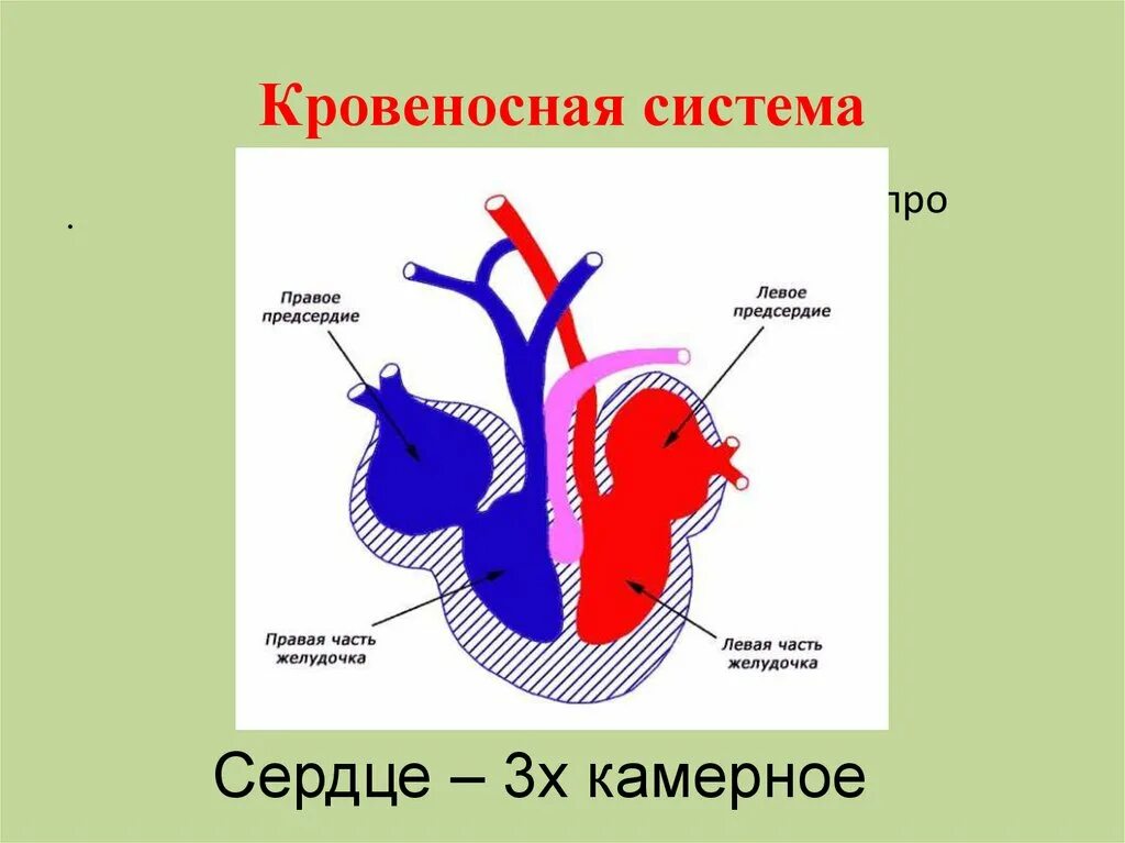 Камеры сердца ящерицы. Строение сердца рептилий. Кровеносносная система. Кровеносная система сердца. Строение сердца пресмыкающихся.