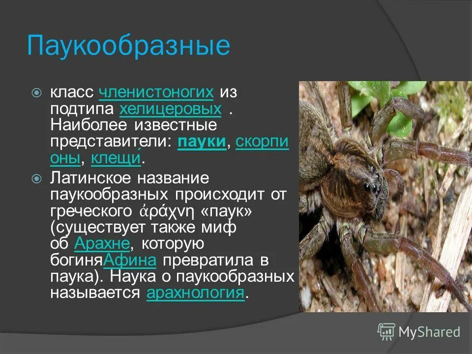 Тип паукообразные 8 класс. Класс паукообразные.