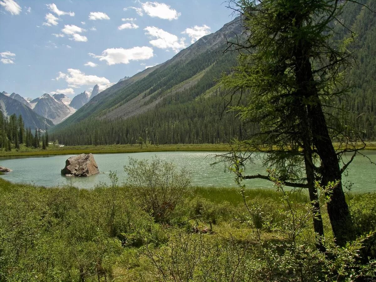 горный алтай тайга сибирь. черневая тайга кузбасса. горный алтай тайга. черневая тайга алтайского края. горная шория тайга.