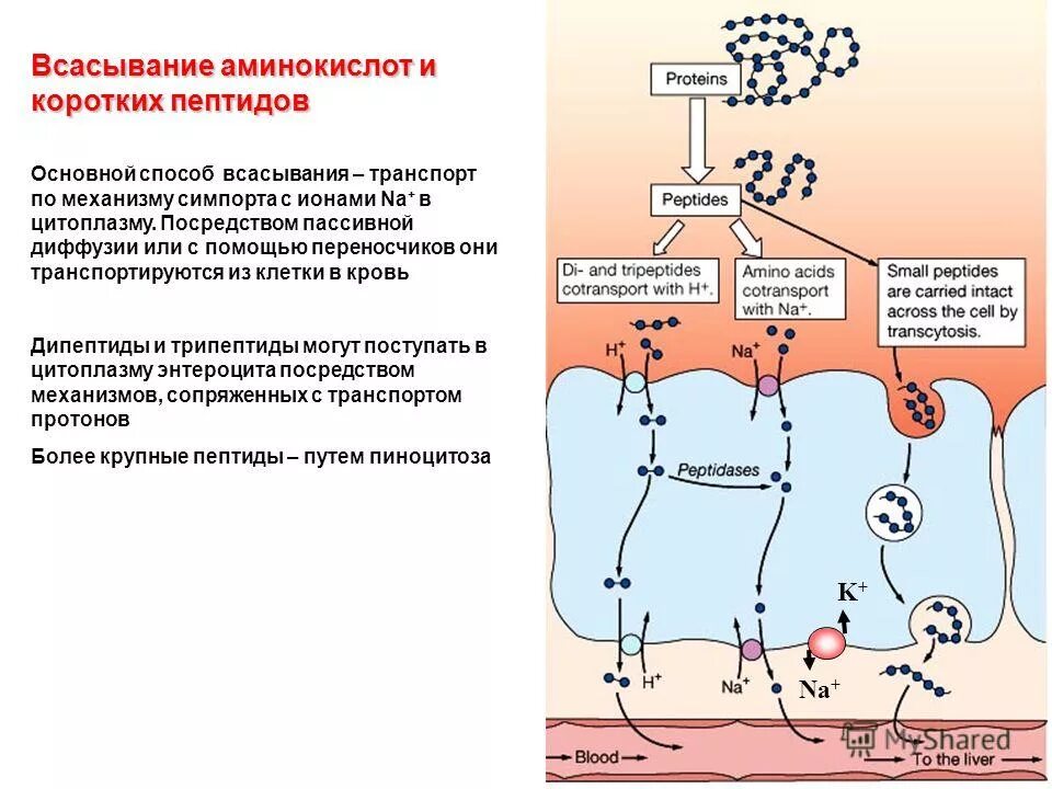 Всасывание аминокислот образование