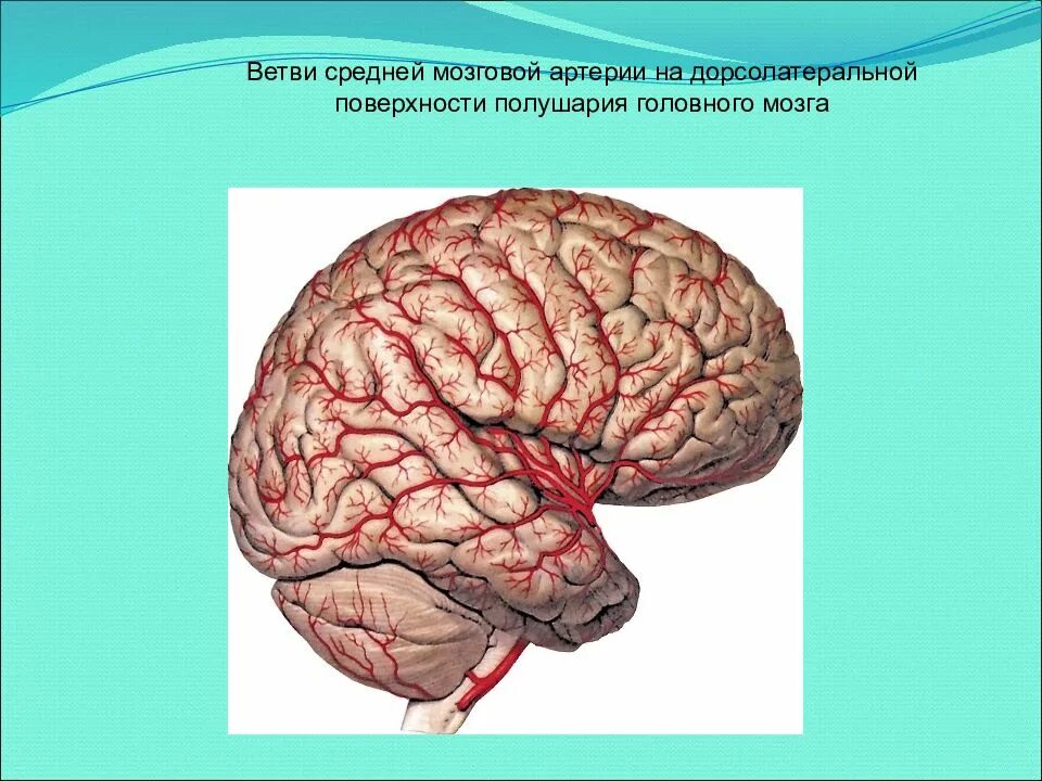 Артерии среднего мозга