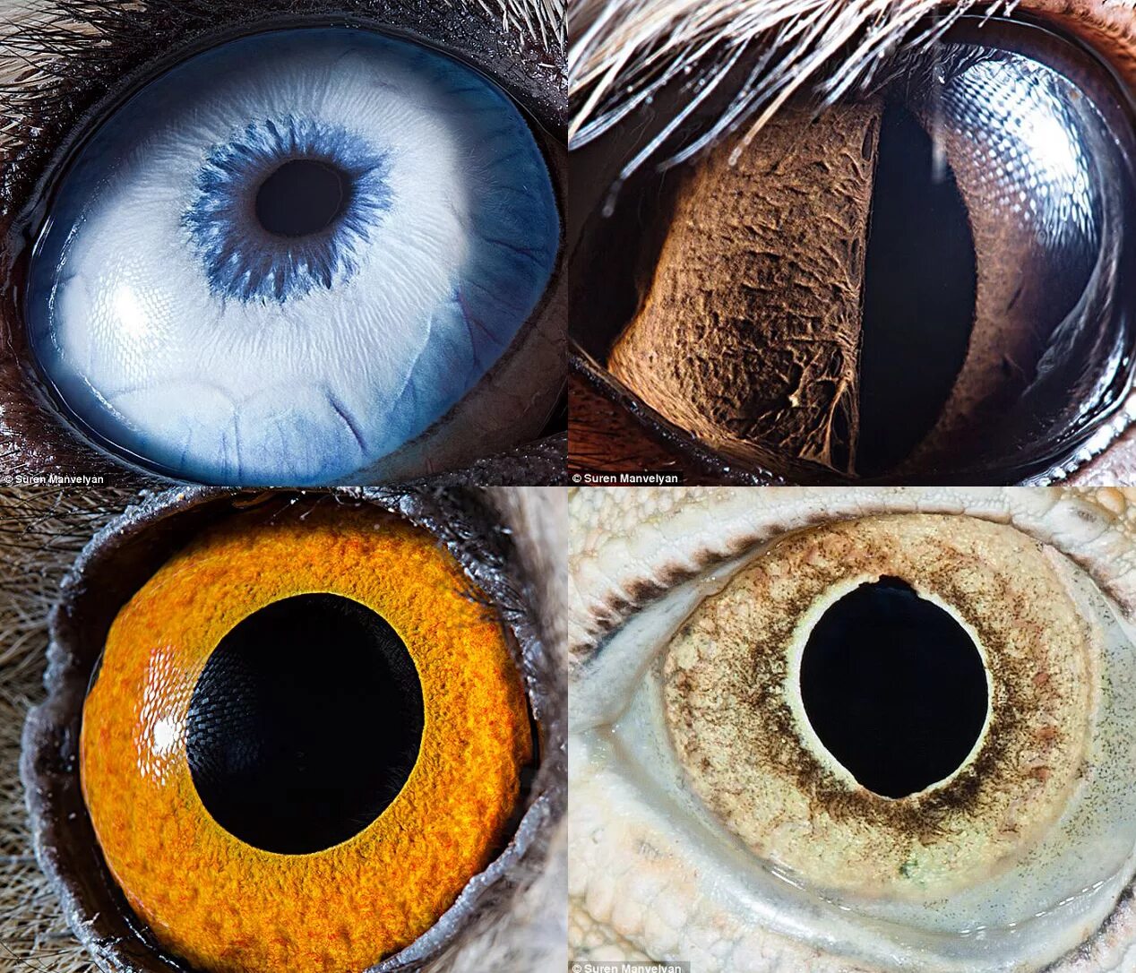 Сурен Манвелян глаза животных. Необычные зрачки. Необычные глаза животных. Вертикальные зрачки. Радужка кошки