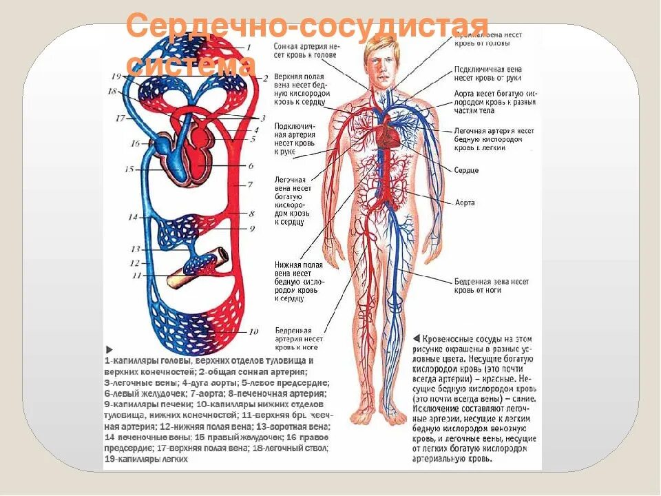 Венозная кровь наблюдается в. Строение кровяной системы человека. Строение кровеносной системы человека схема. Кровообращение человека кровеносная система схема. Артерии и вены человека схема.