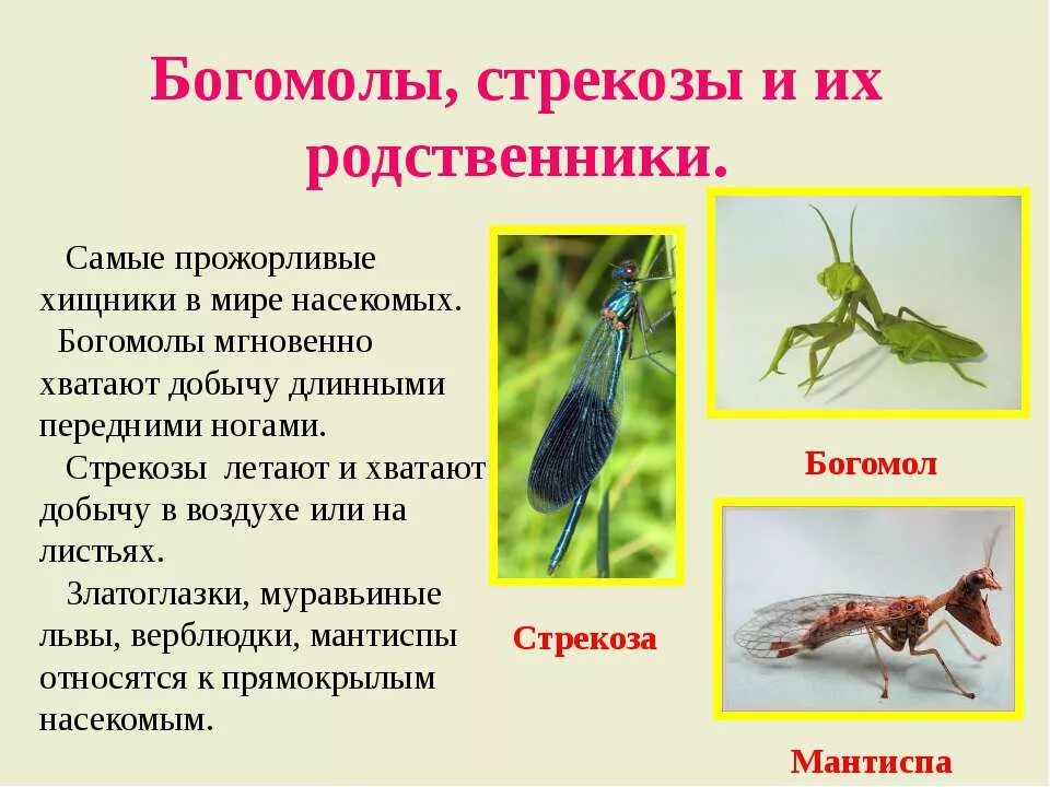 Хищные насекомые. Родственник Стрекозы. Богомол хищное насекомое. Хищные насекомые сообщение. Богомол презентация