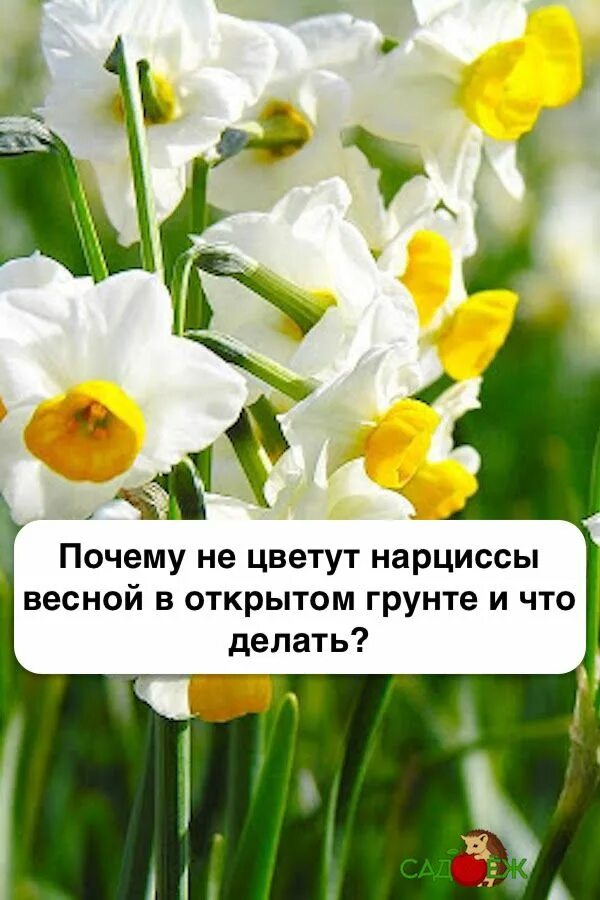 Почему не цветут нарциссы в открытом. Нарциссы распускаются. почему не цветут нарциссы. почему нарциссы не цветут весной. почему не цветут нарциссы в открытом грунте.
